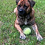 animal, black, brown, canine, close_up, daylight, dog, fur, grass, grass_field, laying_down, mammal, nature, outdoor, paws, pet, playful, resting, summer, tennis_ball