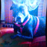 Marley is registered to the contest to win money with this photo: dog, blurry, red_harness, indoor, furniture, pet, animal, resting, low_quality, pixelated, indistinct_background, canine, domestic_animal, lying_down, red_surface, household, companion, fuzzy, unfocused, indoor_lighting