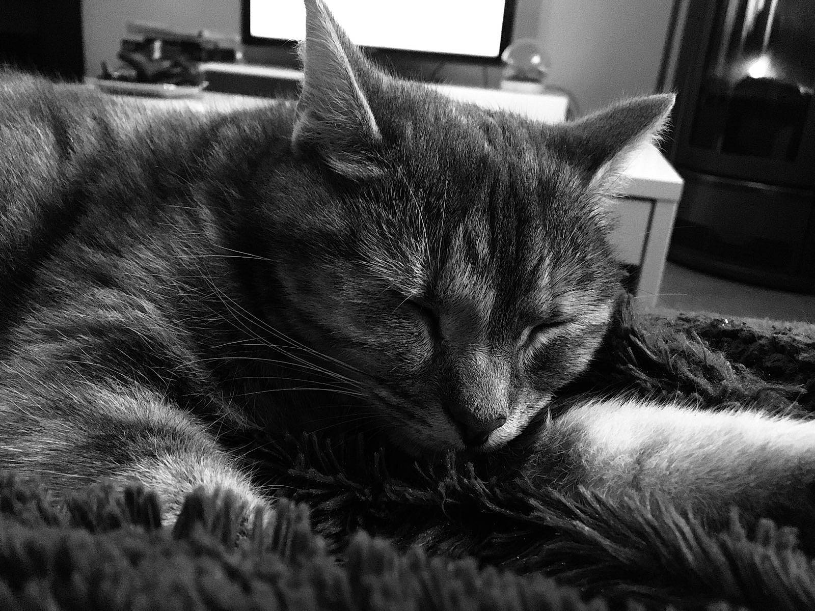 Guapa a rejoint le concours — aidez-le/la à gagner de superbes lots ! asian, black, black_and_white, carnivore, cat, close_up, domestic_short_haired_cat, eye, felidae, fur, monochrome, monochrome_photography, nap, photography, sky, sleep, small_to_medium_sized_cats, snout, tabby_cat, whiskers