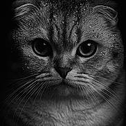 Zuko a rejoint le concours — aidez-le/la à gagner de superbes lots ! cat, close_up, black_and_white, water_droplets, fur, whiskers, intense_eyes, portrait, animal, dark_background, moody, texture, wet, face, feline, cute, pets, macro, detailed, studio_lighting
