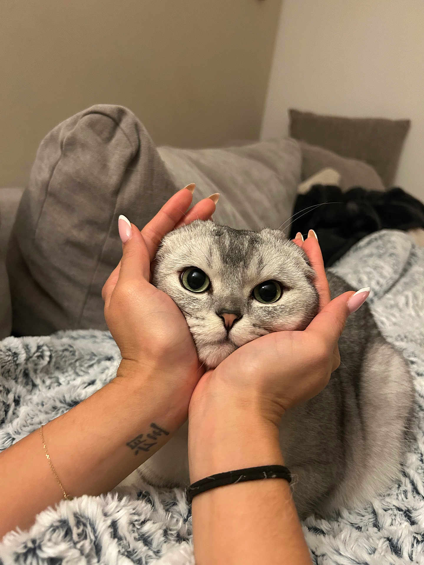 Zuko participe au concours pour gagner de l'argent avec cette photo : cat, hands, gray_cat, cute, cozy, blanket, couch, indoor, pet, fur, close_up, animal, domestic_animal, face, whiskers, nails, tattoo, bracelet, relaxation, comfort