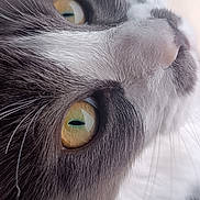 Xena a rejoint le concours — aidez-le/la à gagner de superbes lots ! cat, close_up, face, eyes, whiskers, fur, pet, animal, curious, looking, window, soft_light, macro, portrait, domestic_cat, feline, yellow_eyes, gray_fur, white_fur, indoor