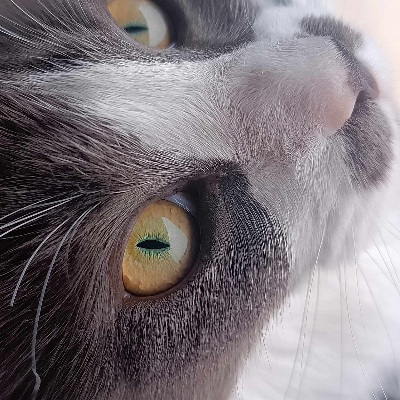 Xena a rejoint le concours — aidez-le/la à gagner de superbes lots ! animal, cat, close_up, curious, domestic_cat, eyes, face, feline, fur, gray_fur, indoor, looking, macro, pet, portrait, soft_light, whiskers, white_fur, window, yellow_eyes