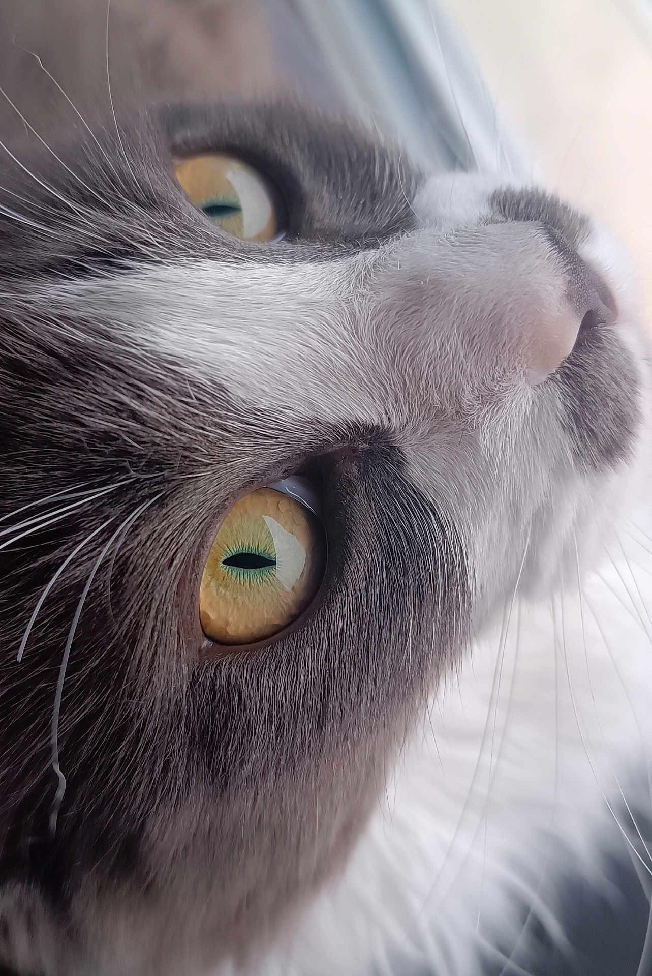 Xena a rejoint le concours — aidez-le/la à gagner de superbes lots ! cat, close_up, face, eyes, whiskers, fur, pet, animal, curious, looking, window, soft_light, macro, portrait, domestic_cat, feline, yellow_eyes, gray_fur, white_fur, indoor