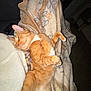 cat, orange_cat, tabby, sleeping, relaxed, blanket, cozy, indoor, fur, whiskers, pet, animal, cute, resting, soft, comfort, nap, domestic, feline, warm
