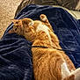 cat, orange_cat, white_fur, lying_down, blanket, blue_blanket, indoor, carpet, relaxed, pet, fur, whiskers, paw, bedroom, cozy, cable, feline, resting, animal, tabby_cat