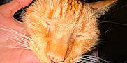 Shai joined the competition — help win amazing prizes! cat, orange_tabby, close_up, pet, whiskers, hand, scratching, content, sleepy, feline, animal, indoor, cozy, red_clothing, paws, fur, portrait, relaxed, domestic_cat, person