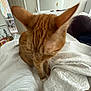 cat, orange_tabby, pet, indoor, quilt, white_bedding, ears, feline, fur, whiskers, domestic_animal, resting, bedroom, furniture, mirror, dresser, cozy, home, looking_down, cute
