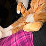 cat, orange_tabby, pet, animal, fur, whiskers, relaxed, sleepy, person, lap, plaid_pants, purple, remote_control, indoor, cozy, resting, closeup, feline, domestic_animal, casual