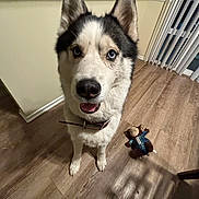 Kaylan is registered to the contest to win money with this photo: dog, husky, blue_eyes, pet, indoor, flooring, toy, plush_toy, monkey_toy, collar, looking_up, happy, animal, canine, fur, ears, mouth_open, domestic, house, shadow