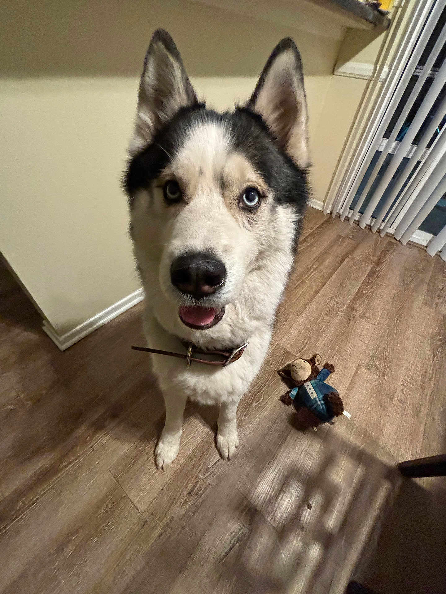 Kaylan is registered to the contest to win money with this photo: dog, husky, blue_eyes, pet, indoor, flooring, toy, plush_toy, monkey_toy, collar, looking_up, happy, animal, canine, fur, ears, mouth_open, domestic, house, shadow