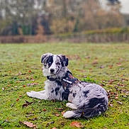 Azur a rejoint le concours — aidez-le/la à gagner de superbes lots ! dog, border_collie, grass, autumn_leaves, outdoor, animal, pet, lying_down, harness, black_and_white, nature, field, canine, unique_eyes, heterochromia, calm, relaxed, scenic, daytime, fur