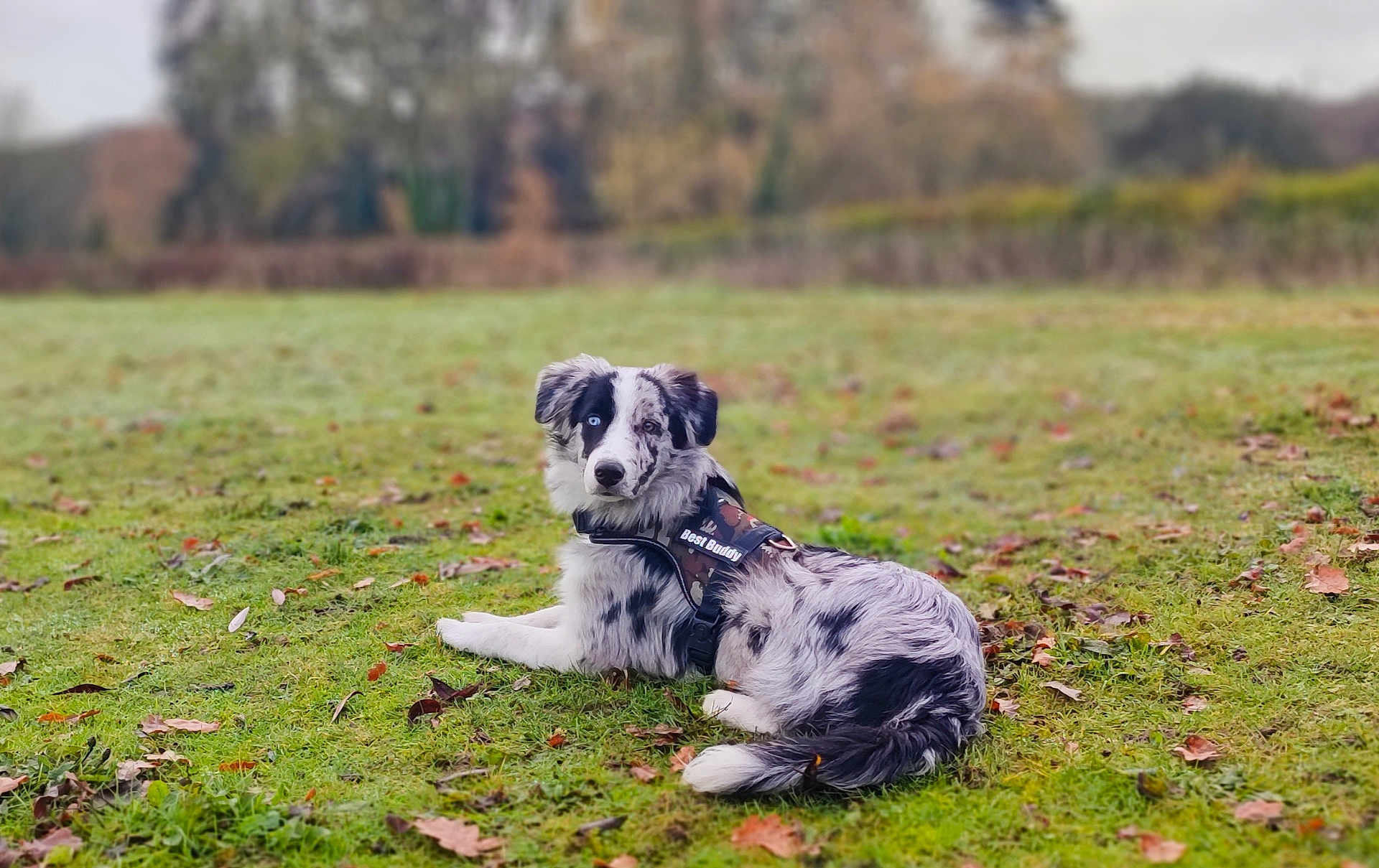 Azur a rejoint le concours — aidez-le/la à gagner de superbes lots ! dog, border_collie, grass, autumn_leaves, outdoor, animal, pet, lying_down, harness, black_and_white, nature, field, canine, unique_eyes, heterochromia, calm, relaxed, scenic, daytime, fur