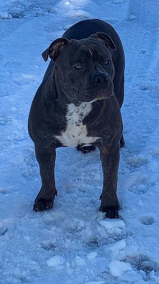 Ursula is registered to the contest to win money with this photo: canidae, carnivore, dog, dog_breed, electric_blue, freezing, fur, hunting_dog, non_sporting_group, precipitation, snow, sporting_group, terrestrial_animal, winter, working_animal, working_dog