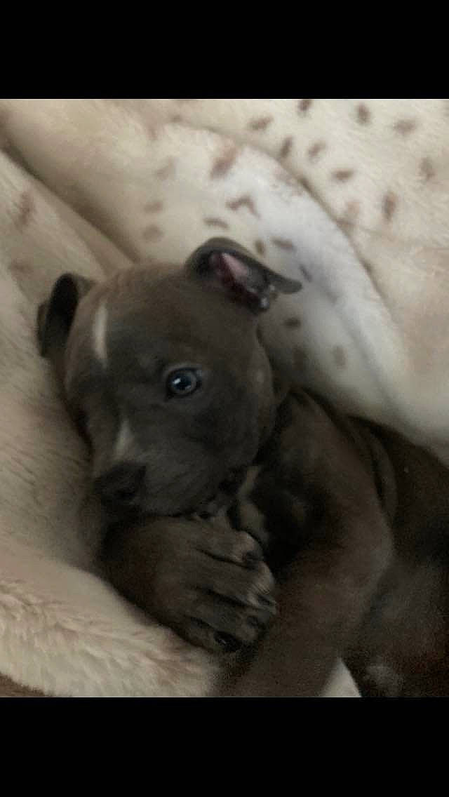 Ursula joined the competition — help win amazing prizes! canidae, carnivore, comfort, companion_dog, dog, dog_breed, ear, eye, fawn, flash_photography, head, jaw, monochrome_photography, snout, sporting_group, terrestrial_animal, toy_dog, whiskers, working_animal, wrinkle