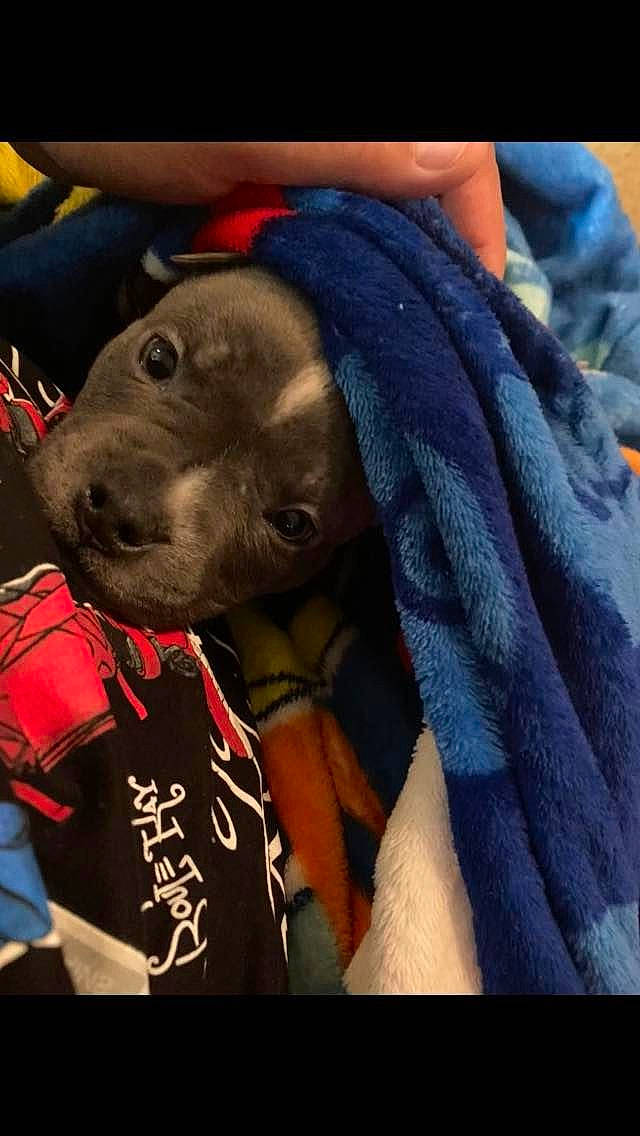 Ursula joined the competition — help win amazing prizes! adventure, carmine, carnivore, collar, companion_dog, dog, dog_breed, dog_collar, electric_blue, fashion_accessory, fawn, fur, leash, magenta, personal_protective_equipment, recreation, selfie, snout, street_fashion, working_animal