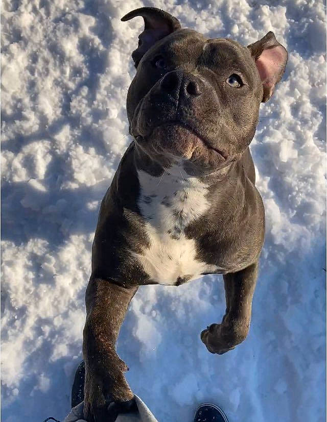 Ursula joined the competition — help win amazing prizes! ancient_dog_breeds, art, bulldog, canidae, carnivore, cloud, companion_dog, dog, dog_breed, electric_blue, fawn, molosser, non_sporting_group, old_english_bulldog, sky, snout, snow, sporting_group, terrestrial_animal, winter