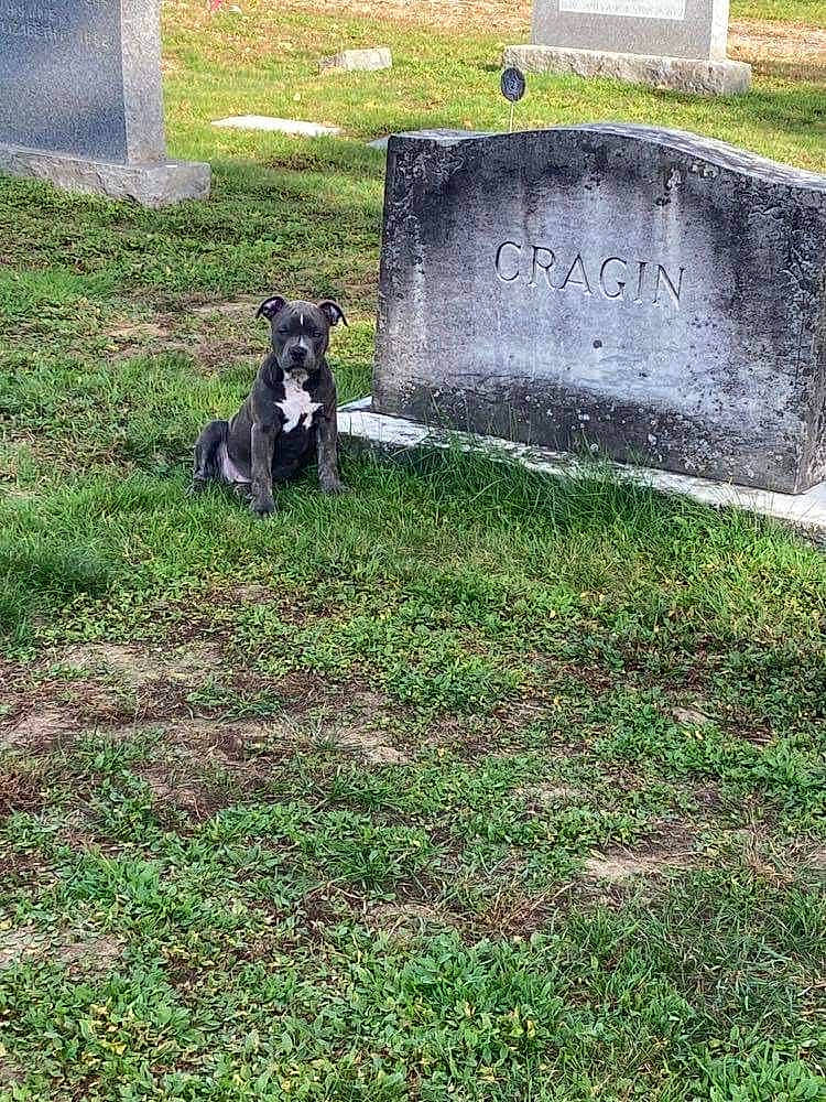 Ursula is registered to the contest to win money with this photo: carnivore, cemetery, companion_dog, dog, dog_breed, garden, grass, grassland, grave, groundcover, herding_dog, landscaping, lawn, pasture, plant, shrub, soil, sporting_group, tail, working_animal