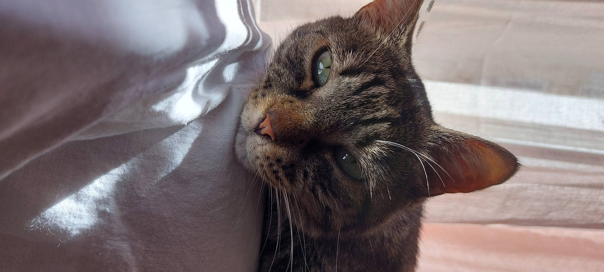 Malika a rejoint le concours — aidez-le/la à gagner de superbes lots ! carnivore, cat, claw, close_up, domestic_short_haired_cat, ear, felidae, fur, paw, small_to_medium_sized_cats, snout, terrestrial_animal, whiskers