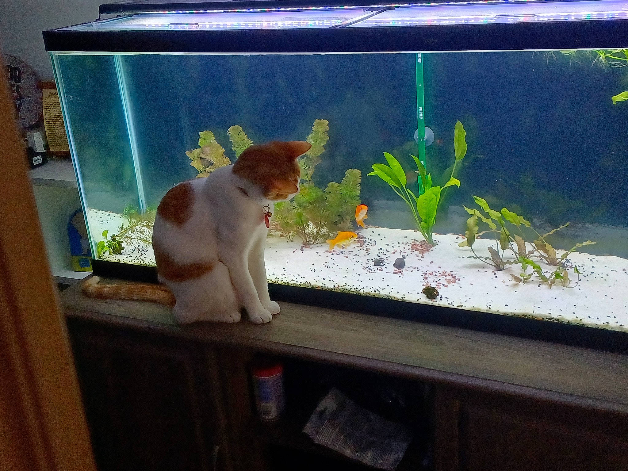 Weasley is registered to the contest to win money with this photo: aquarium, aquatic_plant, cat, fawn, feeder_fish, felidae, fish, fish_supply, freshwater_aquarium, goldfish, grass, marine_biology, pet_supply, plant, rectangle, small_to_medium_sized_cats, tail, toy, vertebrate, water