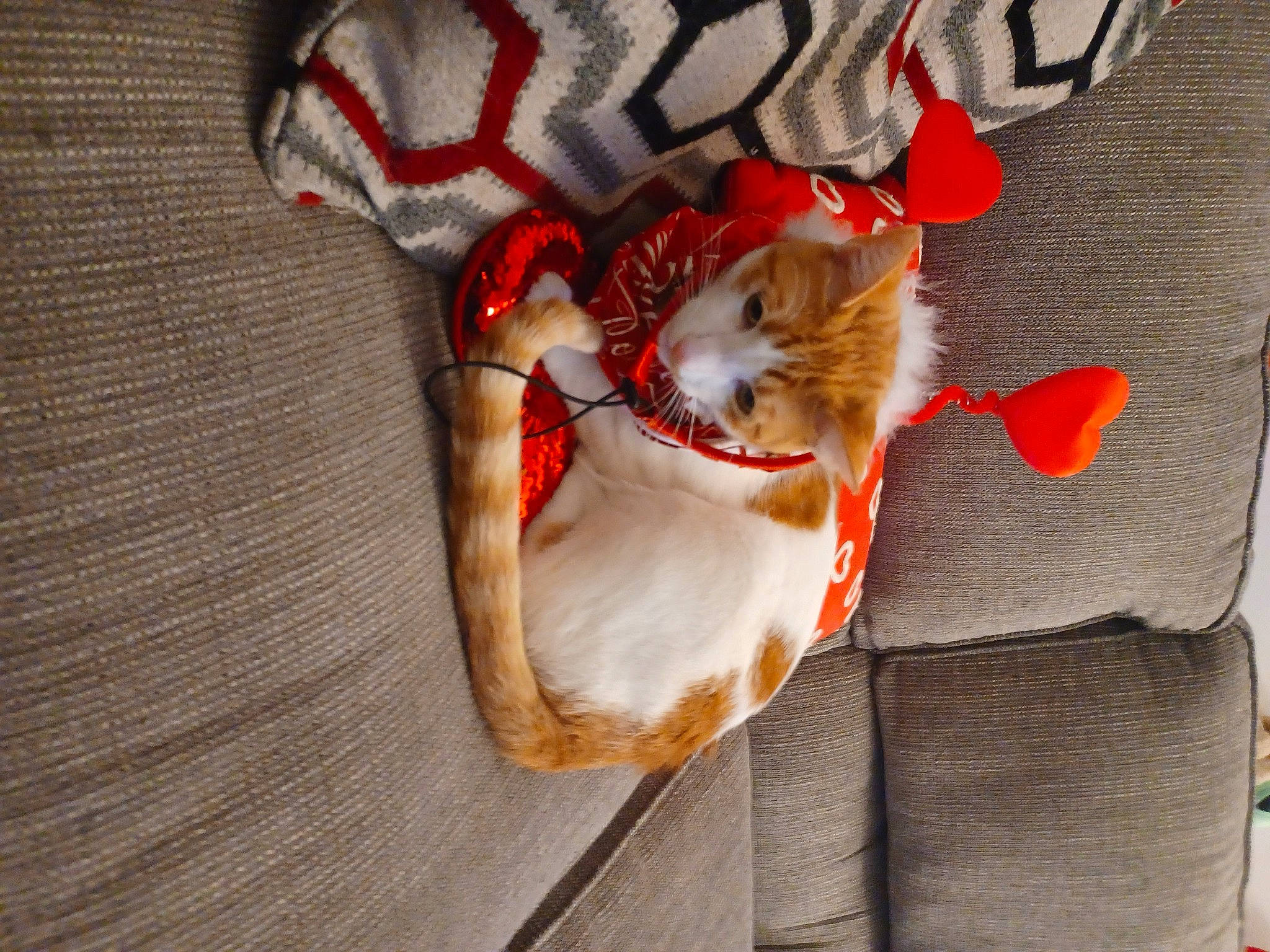 Weasley is registered to the contest to win money with this photo: bag, carmine, carnivore, cat, comfort, companion_dog, fashion_accessory, fawn, felidae, fur, human_leg, linens, orange, pattern, paw, small_to_medium_sized_cats, tail, textile, whiskers, wood