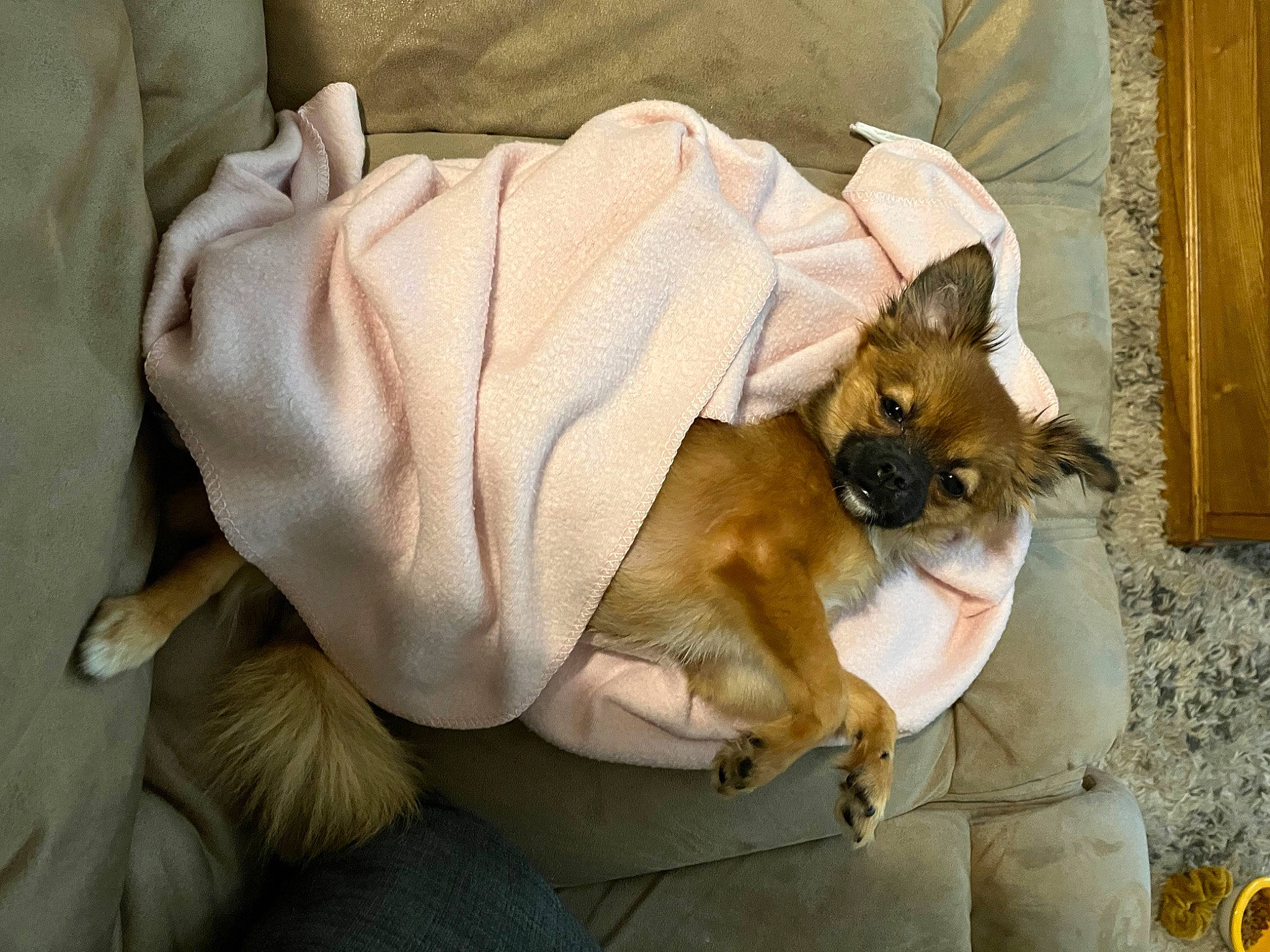 Taco is registered to the contest to win money with this photo: canidae, carnivore, comfort, companion_dog, dog_breed, fawn, felidae, fur, linens, non_sporting_group, small_to_medium_sized_cats, tail, toy_dog, whiskers