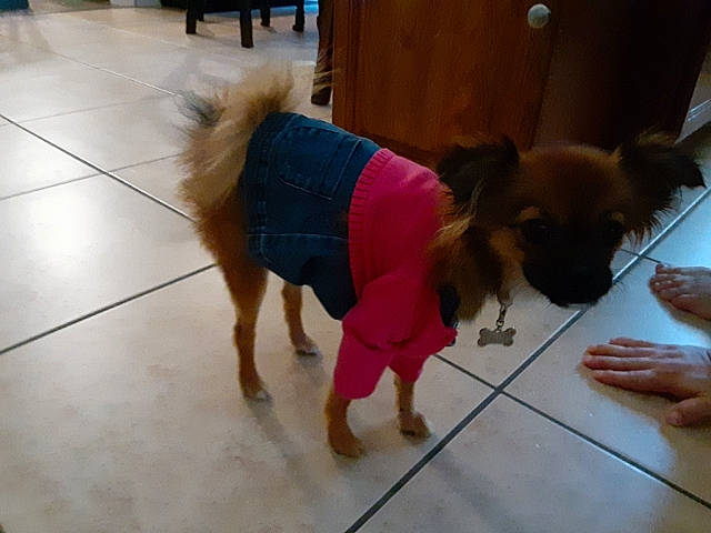 Taco is registered to the contest to win money with this photo: canidae, carnivore, companion_dog, dog, dog_breed, dog_clothes, dog_supply, fawn, floor, flooring, foot, fur, hardwood, liver, paw, snout, sporting_group, tail, toy_dog, working_animal