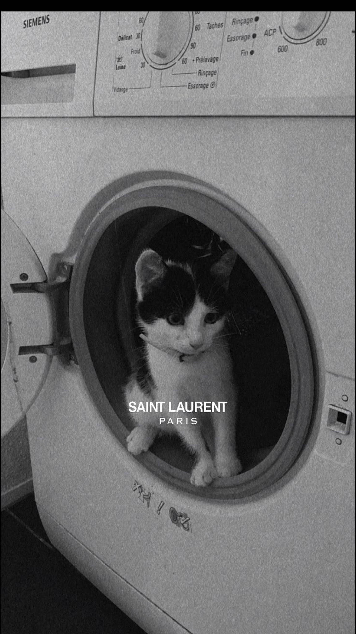 Chico a rejoint le concours — aidez-le/la à gagner de superbes lots ! automotive_tire, black, black_and_white, carnivore, cat, domestic_short_haired_cat, felidae, font, gas, monochrome, monochrome_photography, pet_supply, rectangle, small_to_medium_sized_cats, style, tail, washing_machine, whiskers, white, window