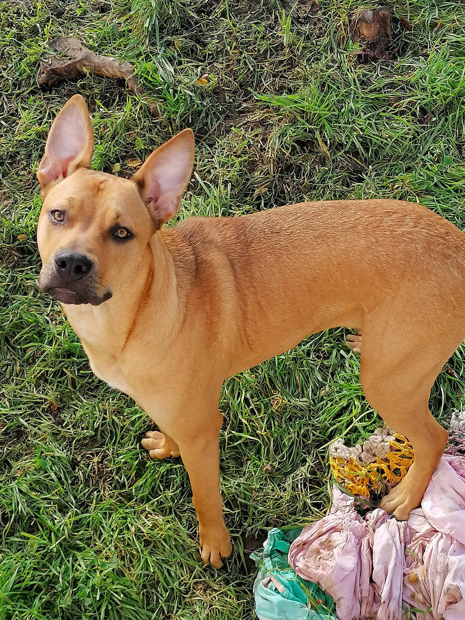 Mogwaï participe au concours pour gagner de l'argent avec cette photo : ancient_dog_breeds, canidae, carnivore, carolina_dog, companion_dog, dog, dog_breed, ear, fawn, grass, mammal, pariah_dog, plant, rare_breed_dog, snout, sporting_group, vertebrate