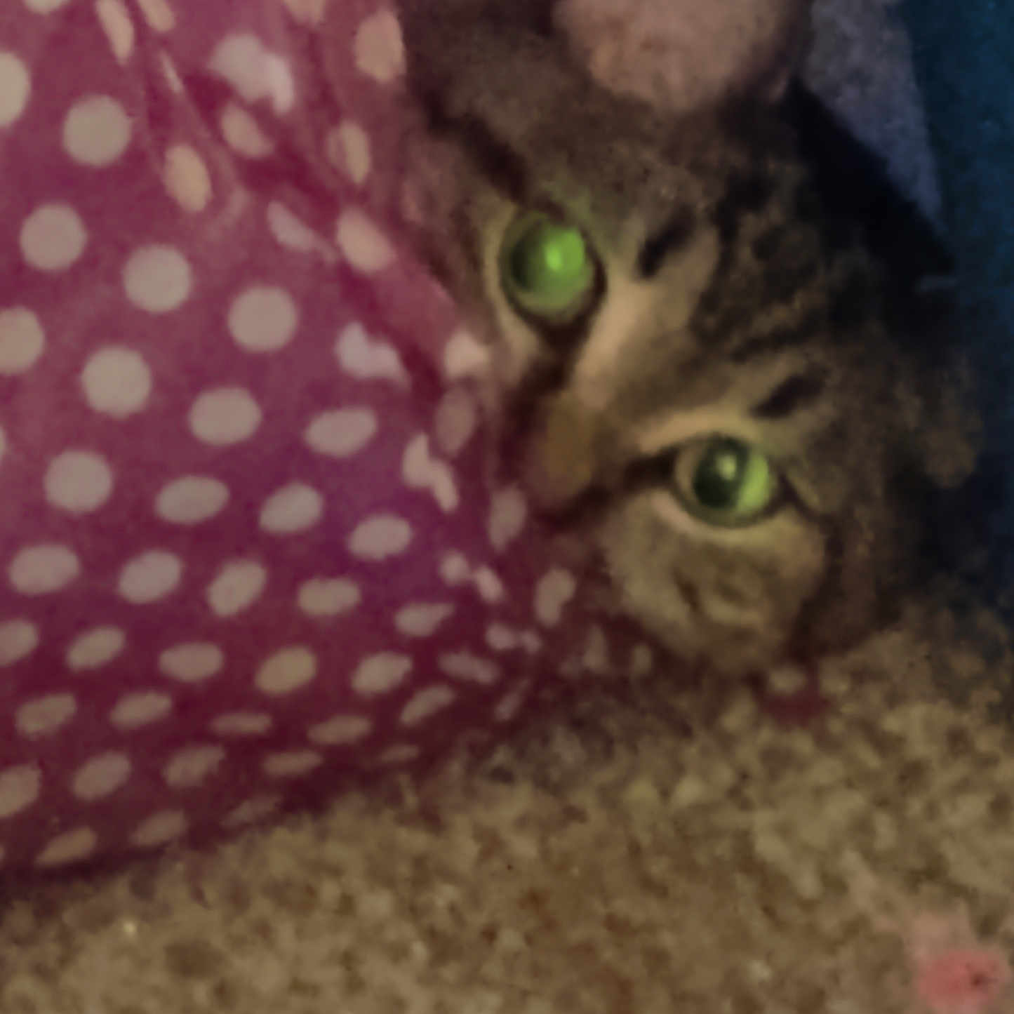 A.j joined the competition — help win amazing prizes! animal, blurred, carpet, cat, close_up, cozy, curious, cute, domestic, fabric, feline, green_eyes, indoor, pattern, peeking, pet, polka_dot, resting, tabby_cat, texture