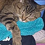 cat, closeup, clothing, cozy, cute, domestic_animal, fabric, feline, fur, home, indoor, nap, paw, pet, relaxed, resting, sleeping, striped, tabby_cat, towel