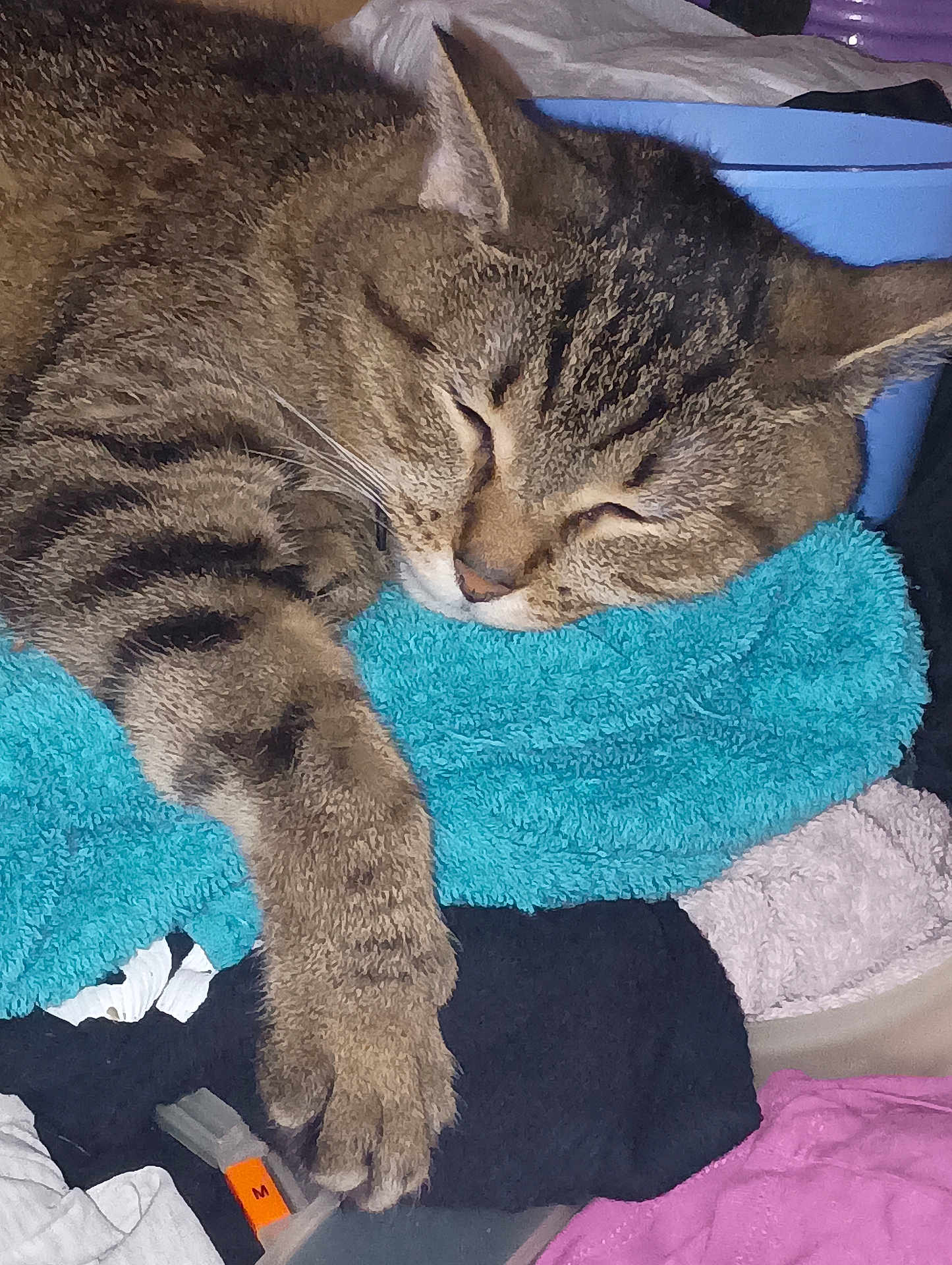 A.j is registered to the contest to win money with this photo: cat, tabby_cat, sleeping, paw, feline, pet, indoor, cozy, clothing, towel, fabric, resting, cute, fur, striped, closeup, relaxed, home, domestic_animal, nap