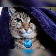 Ambar Jasmine joined the competition — help win amazing prizes! animal, blanket, cat, close_up, cozy, cute, domestic_cat, face, feline, fur, green_eyes, indoor, looking_away, pet_tag, portrait, purple_blanket, relaxed, soft_texture, tabby_cat, whiskers
