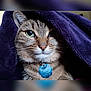 animal, blanket, cat, close_up, cozy, cute, domestic_cat, face, feline, fur, green_eyes, indoor, looking_away, pet_tag, portrait, purple_blanket, relaxed, soft_texture, tabby_cat, whiskers