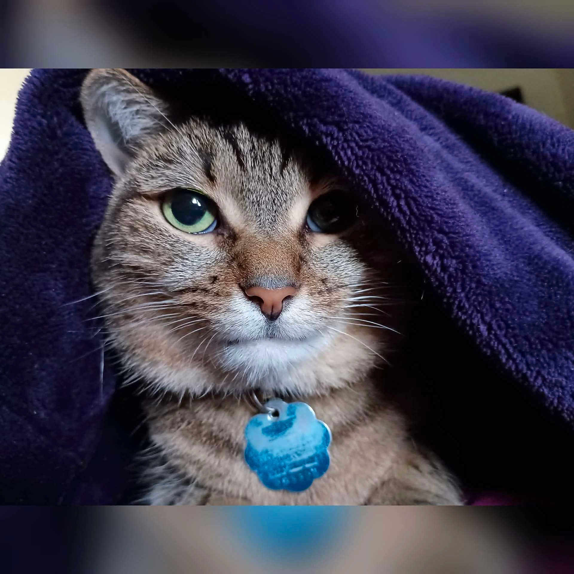 Ambar Jasmine joined the competition — help win amazing prizes! animal, blanket, cat, close_up, cozy, cute, domestic_cat, face, feline, fur, green_eyes, indoor, looking_away, pet_tag, portrait, purple_blanket, relaxed, soft_texture, tabby_cat, whiskers