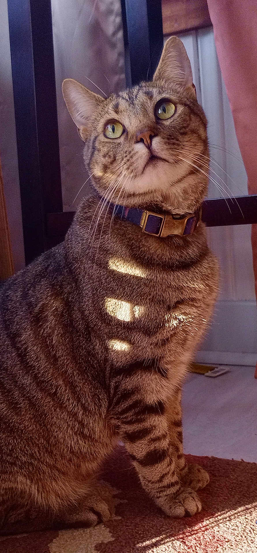 Crash joined the competition — help win amazing prizes! cat, tabby, indoor, carpet, sunlight, yellow_eyes, whiskers, collar, curious, pet, feline, striped, fur, sitting, domestic_animal, chair, floor, person_leg, shadow, closeup