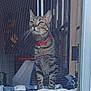 cat, tabby_cat, indoor, window, screen_door, collar, pet, feline, curious, sitting, blanket, domestic_animal, whiskers, fur, ears, green_eyes, house, quiet, resting, looking_out