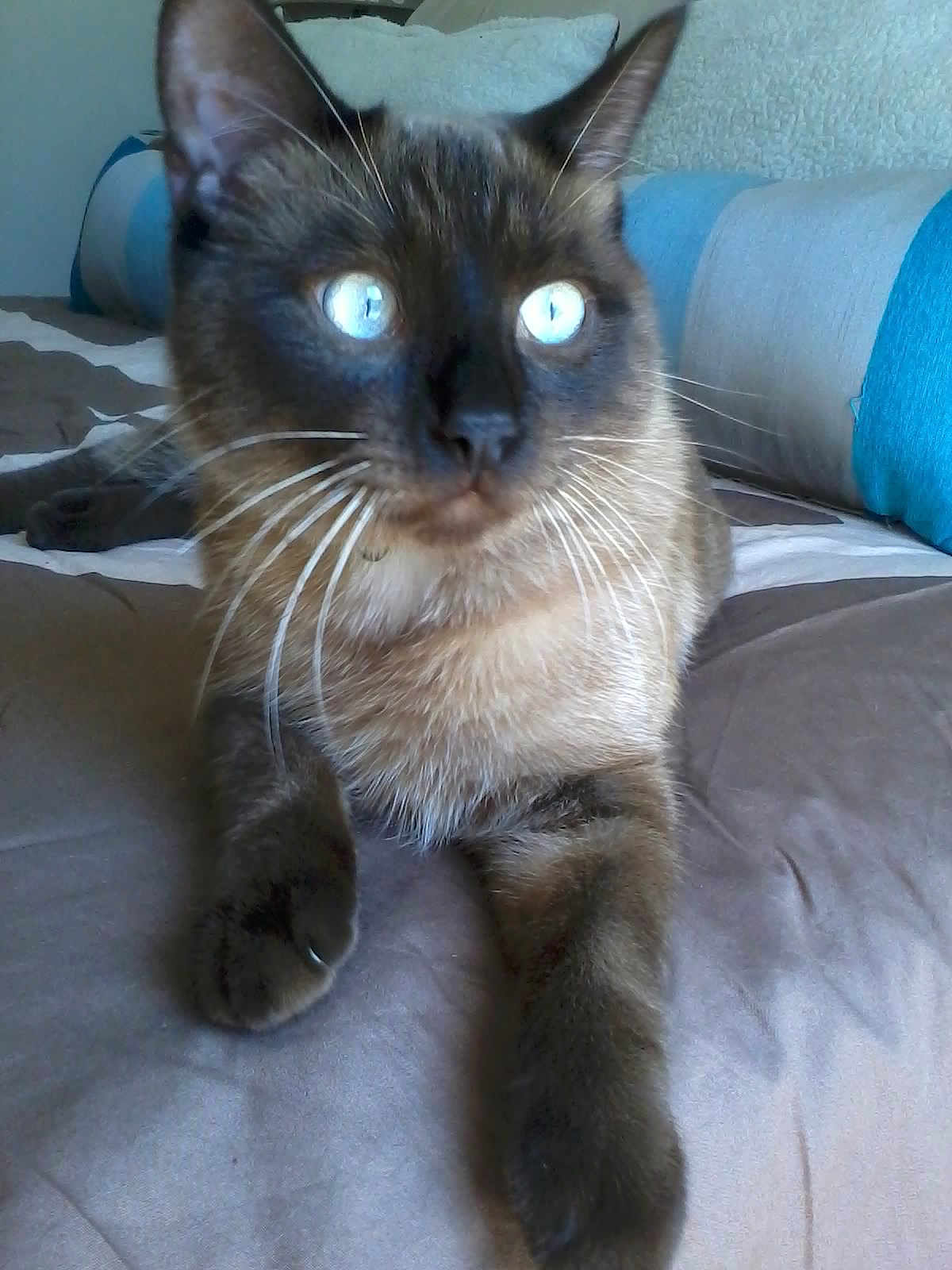 Pablo participe au concours pour gagner de l'argent avec cette photo : cat, siamese_cat, pet, animal, whiskers, blue_eyes, fur, paw, bed, blanket, pillow, indoor, close_up, portrait, cute, feline, relaxed, domestic_animal, mammal, sleepy