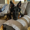 Stoli is registered to the contest to win money with this photo: dog, canine, black_and_tan, long_hair, pointed_ears, brown_eyes, portrait, close_up, lying_down, couch, blanket, quilt, living_room, indoor, home, furniture, cozy, pet, alert, photography