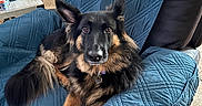 Stoli is registered to the contest to win money with this photo: dog, long_hair, black_and_tan, pet, canine, sitting, lounging, chair, armchair, blue_blanket, indoors, home, living_room, fluffy, pointed_ears, brown_eyes, collar, portrait, relaxed, furniture