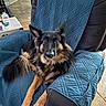 dog, long_hair, black_and_tan, pet, canine, sitting, lounging, chair, armchair, blue_blanket, indoors, home, living_room, fluffy, pointed_ears, brown_eyes, collar, portrait, relaxed, furniture