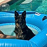 Stoli is registered to the contest to win money with this photo: dog, german_shepherd, pet, animal, swimming_pool, pool_float, inflatable, water, wet_fur, outdoor, summer, blue, black_and_tan, sitting, happy, open_mouth, pointed_ears, beach_ball, human_leg, backyard
