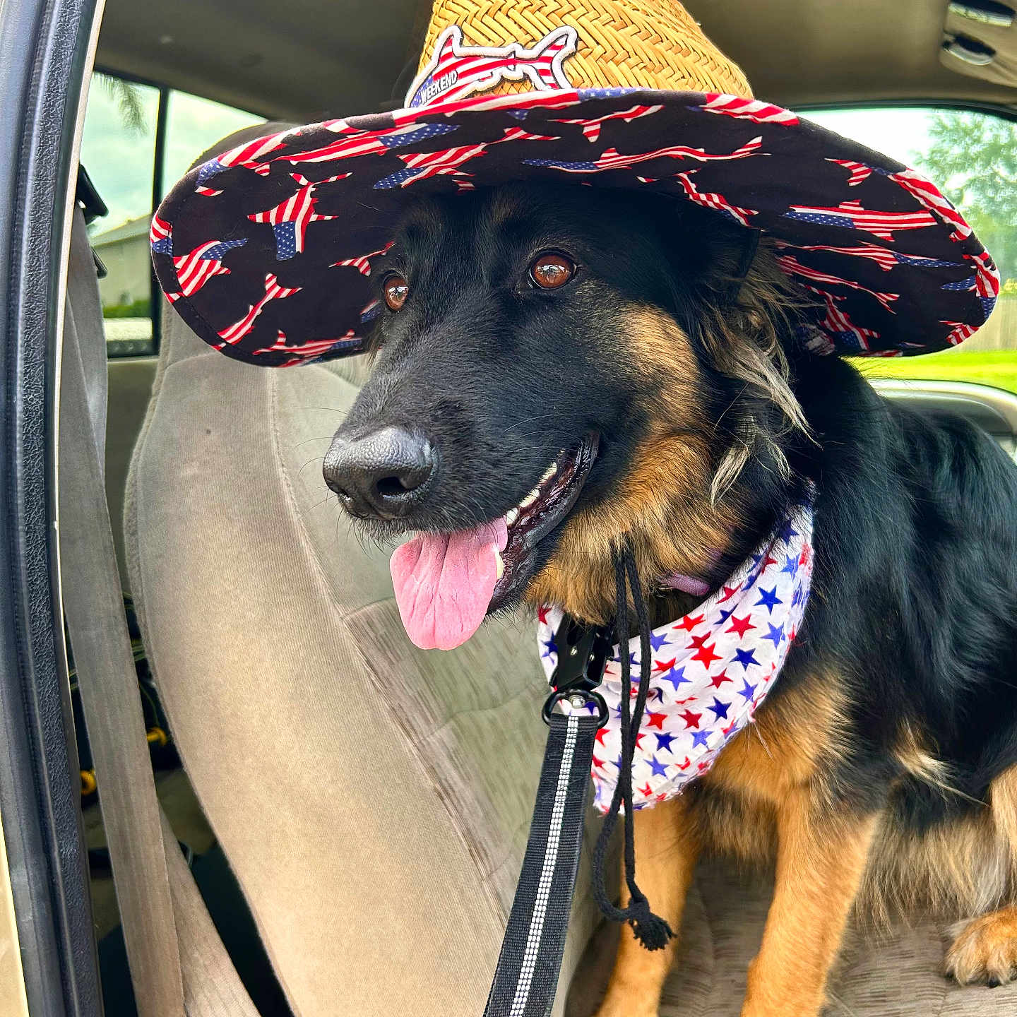Stoli is registered to the contest to win money with this photo: dog, black_and_tan_dog, cowboy_hat, woven_hat, bandana, american_flag_pattern, stars_and_stripes, car, vehicle_interior, car_seat, seatbelt, leash, harness, tongue_out, panting, smiling_dog, long_hair, portrait, outdoor_light, patriotic
