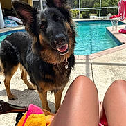 Stoli is registered to the contest to win money with this photo: dog, german_shepherd, pet, animal, outdoor, backyard, swimming_pool, poolside, basketball_hoop, sunny, daylight, fluffy, black_and_tan, long_hair, pointed_ears, open_mouth, collar, tag, towel, human_legs