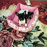 Luna Wells joined the competition — help win amazing prizes! animal, black_and_white, carpet, comfortable, cozy, cute, decor, dog, fabric, floor, floral_pattern, furniture, home, indoor, pet_bed, pink, resting, shoe, small_dog, toy