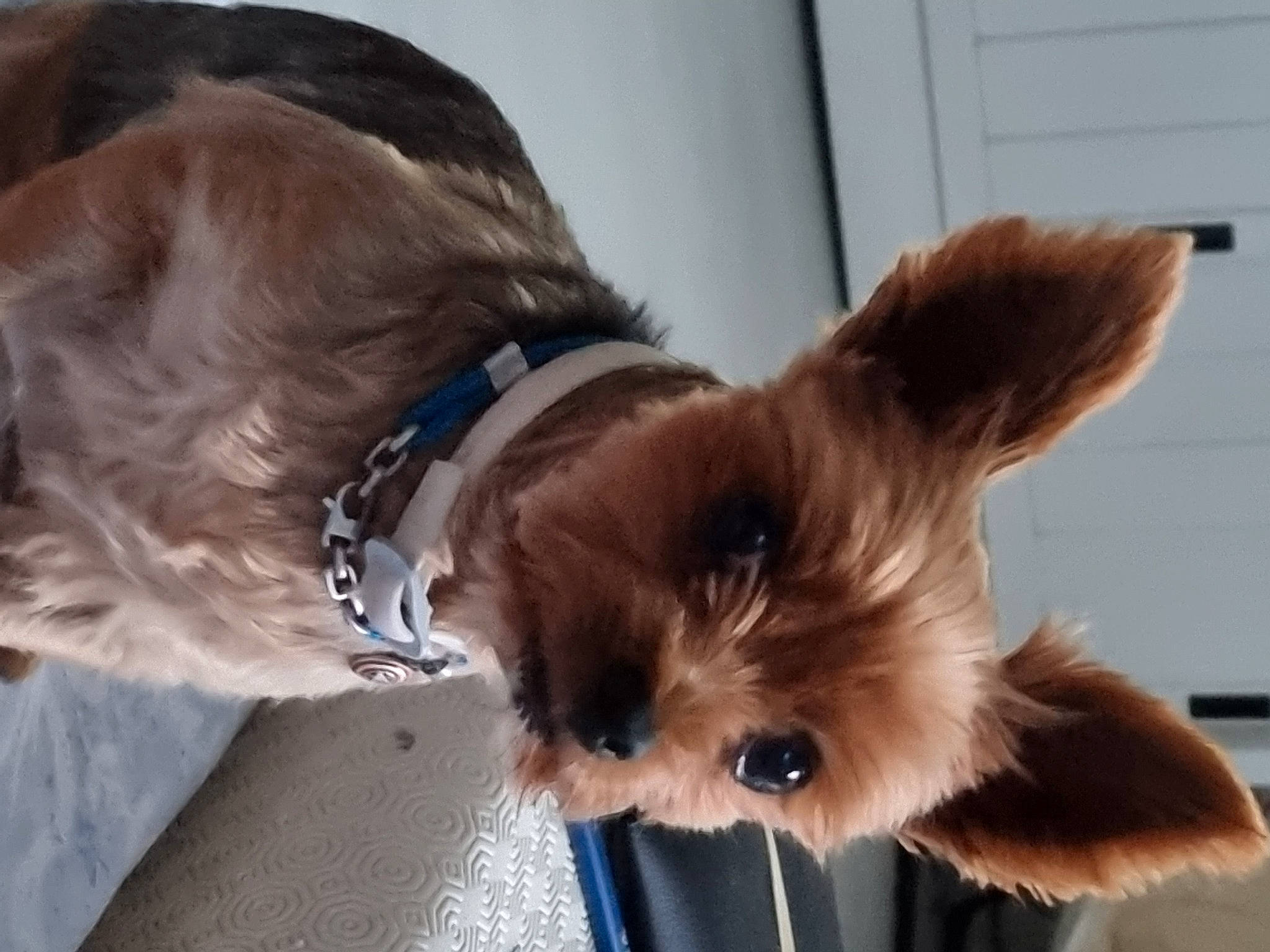 Aiden participe au concours pour gagner de l'argent avec cette photo : canidae, carnivore, collar, companion_dog, dog, dog_breed, dog_collar, dog_supply, ear, fawn, felidae, fur, liver, pet_supply, snout, sporting_group, tail, toy_dog, whiskers, working_animal