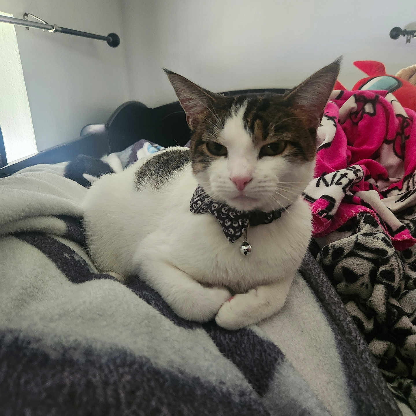 Appa joined the competition — help win amazing prizes! abyssinian, accessories, animal, bed, bedroom, blanket, cat, couch, cushion, furniture, homedecor, indoors, kitten, linen, maceclub, manx, pet, quilt, room, weapon