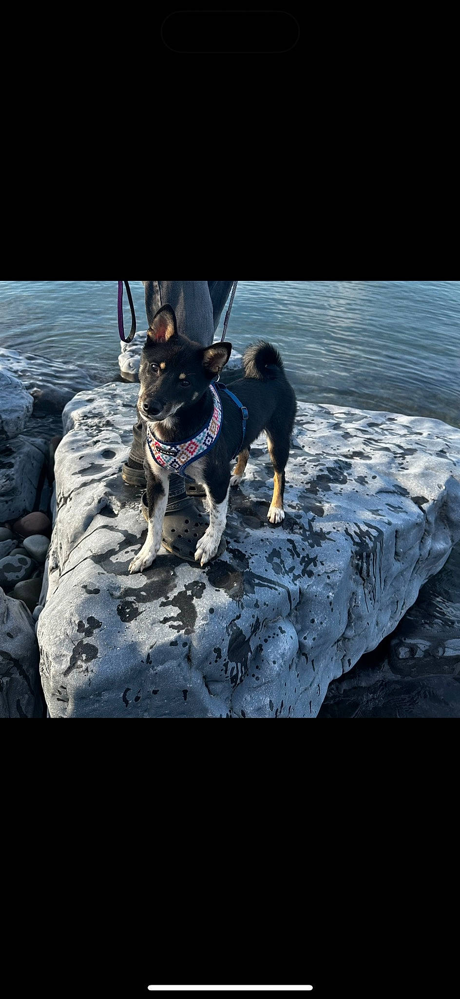 Bear Bear is registered to the contest to win money with this photo: carnivore, collar, companion_dog, dog, dog_breed, dog_collar, dog_supply, electric_blue, lake, leash, pet_supply, recreation, reflection, rock, shadow, sporting_group, toy_dog, water, winter, working_animal