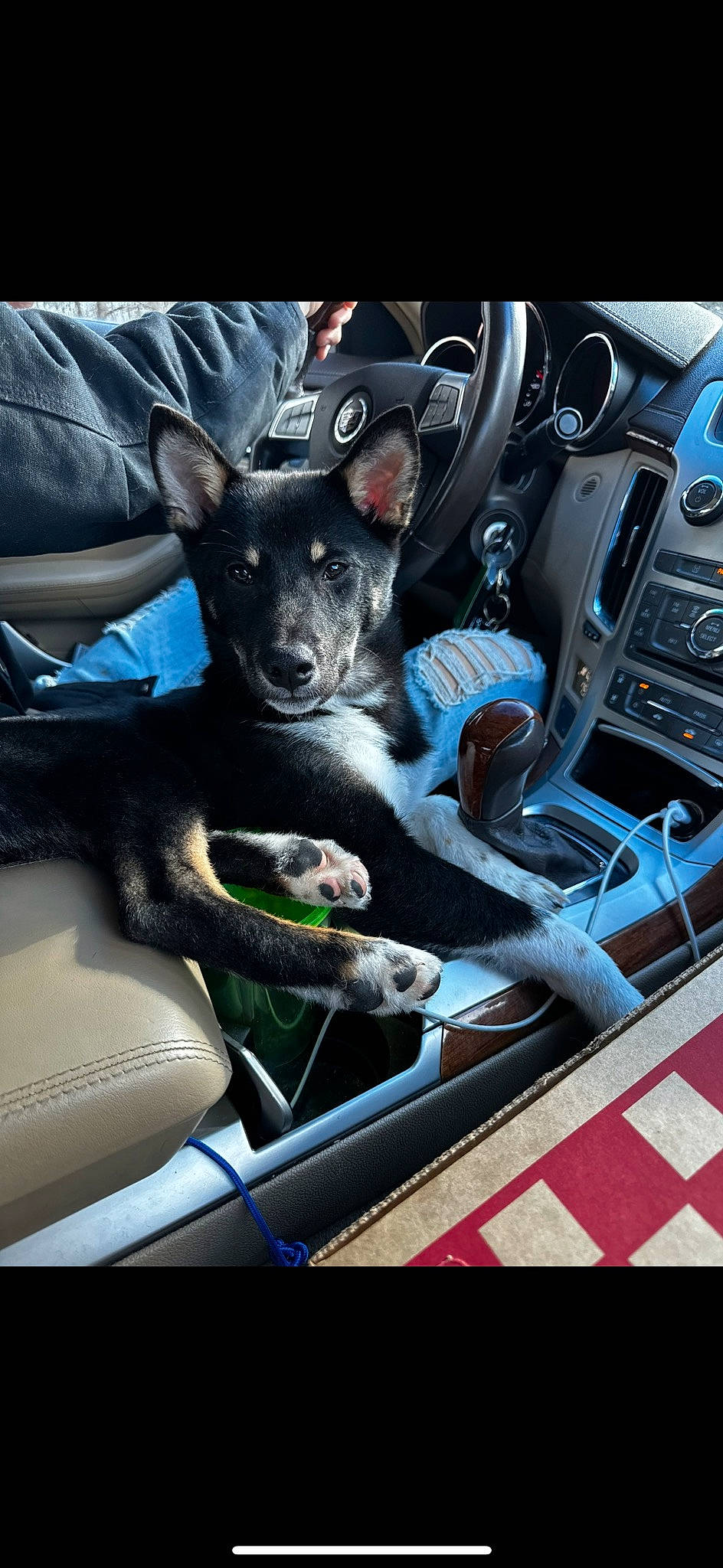 Bear Bear is registered to the contest to win money with this photo: auto_part, automotive_design, automotive_exterior, automotive_wheel_system, car, car_seat, car_seat_cover, carnivore, companion_dog, dog, dog_breed, electric_blue, family_car, hood, motor_vehicle, personal_luxury_car, steering_part, steering_wheel, vehicle, vehicle_door