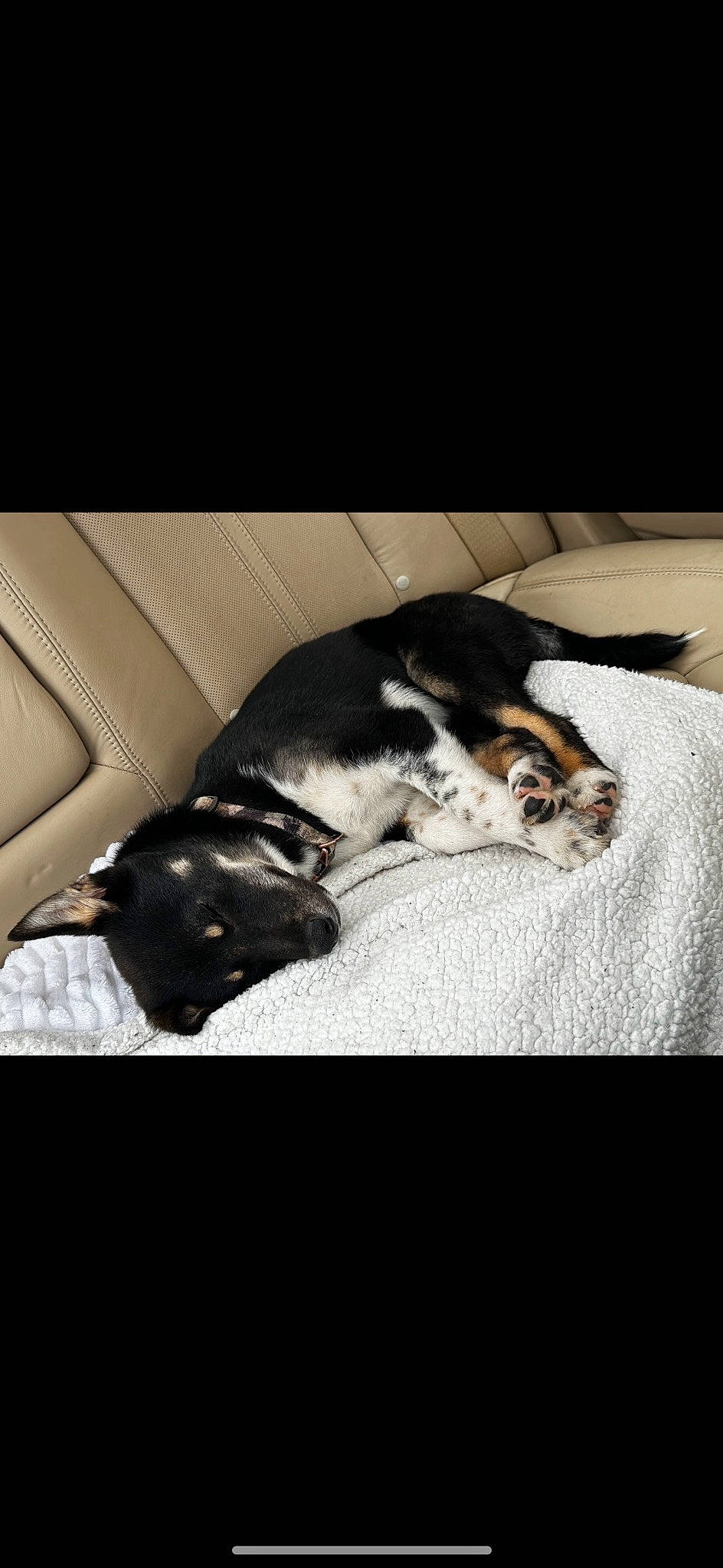 Bear Bear joined the competition — help win amazing prizes! bedding, bored, canidae, carnivore, cloud, comfort, companion_dog, dog, dog_breed, felidae, fur, linens, paw, small_to_medium_sized_cats, snout, sporting_group, tail, tints_and_shades, whiskers, working_animal